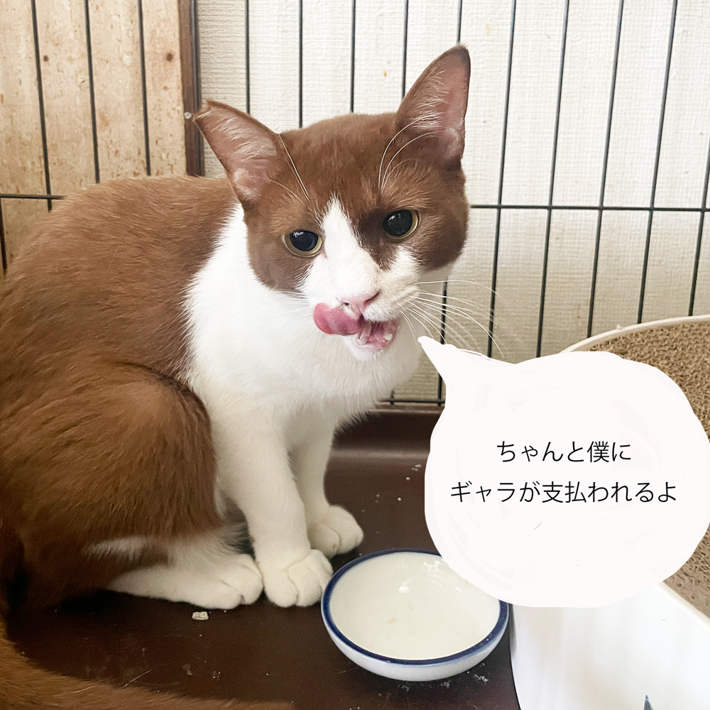 9/14 20時発売【トビアス応援】トビアスの刺繍のハンドタオル +寄付500円つき