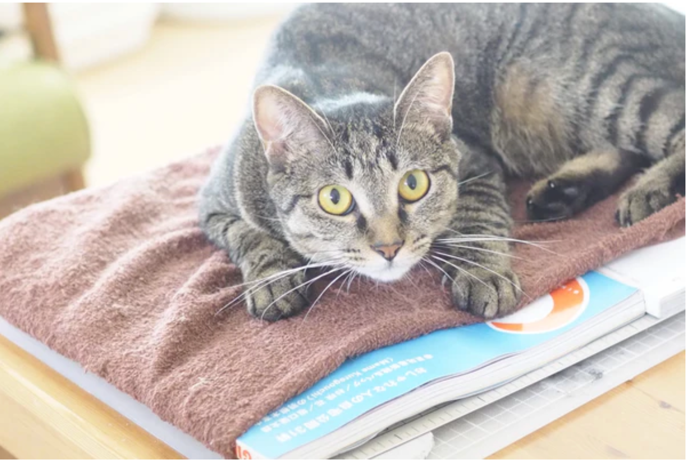 ラブコCATS デジタルアート/HAGIKO