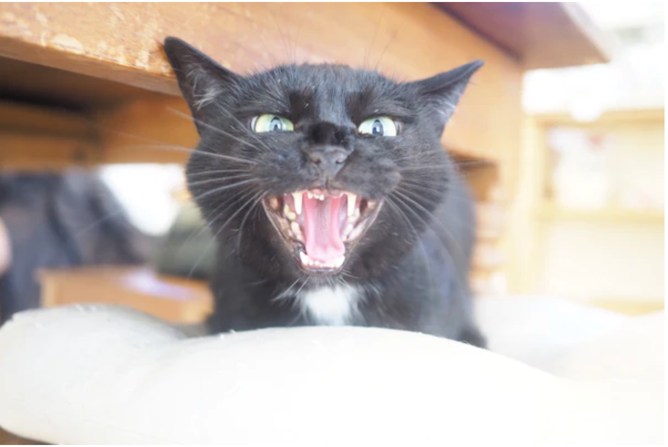 ラブコCATS デジタルアート/OKAMI