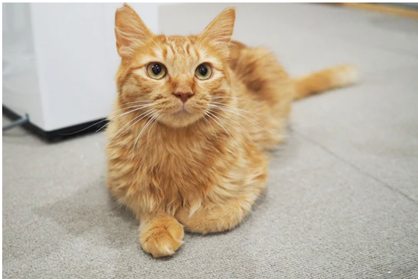 ラブコCATS デジタルアート/ PETER