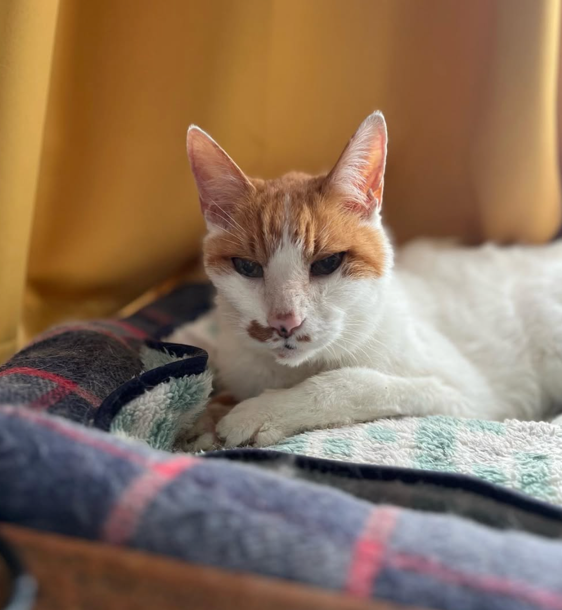 ラブコCATS デジタルアート/CORNET