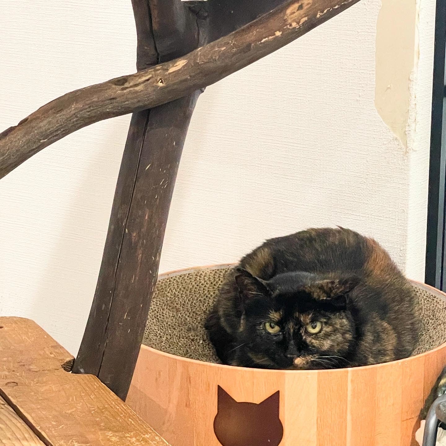 ラブコCATS デジタルアート/ CLARA