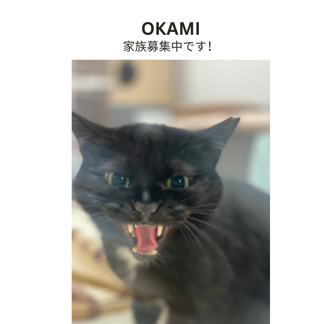 ずんぐりレスラーのハンドペイントカップ&ソーサー