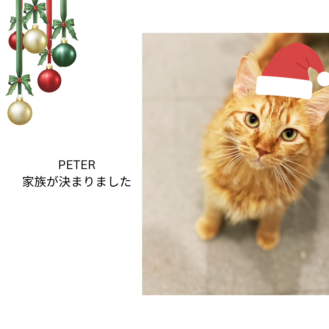 ペーターのクリスマスシュトレンギフト