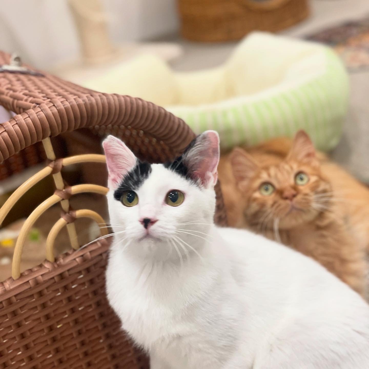 ラブコCATS デジタルアート/ HEIDI