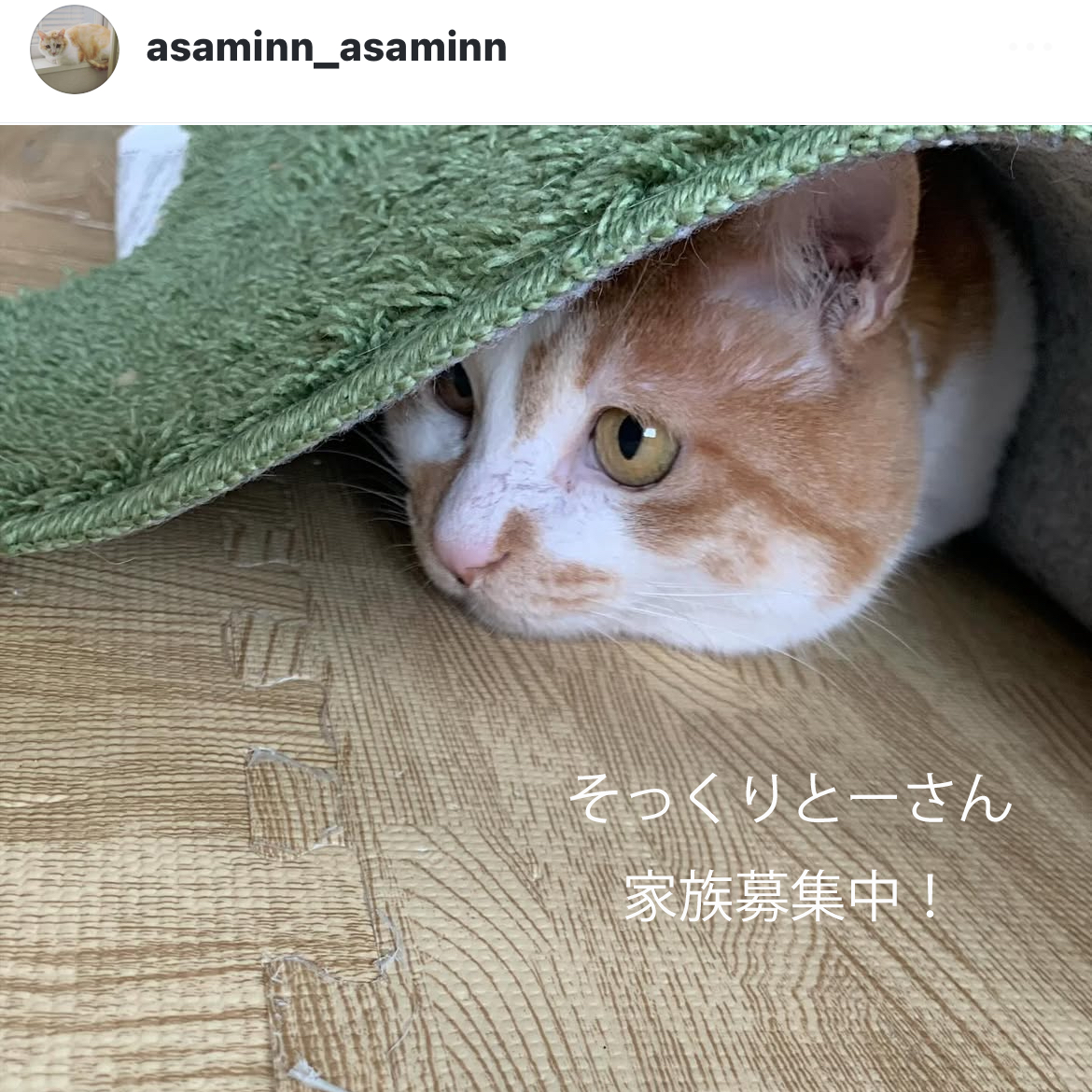 そっくりとーさんの招き猫グラス