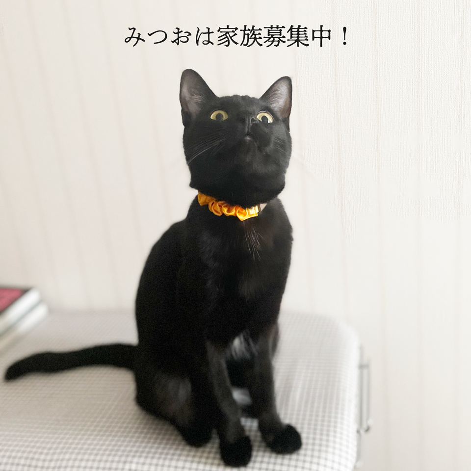 みつおのもじゃもじゃ刺繍クッション with ミニバッジ