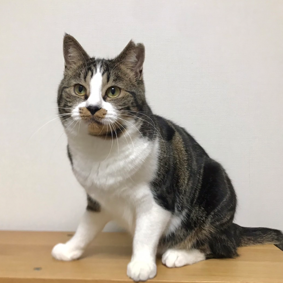 【岩手CATS応援チャリティ】ミニステッカー