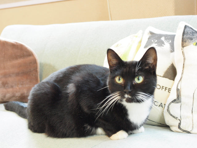 ラブコCATS デジタルアート/PEANUT