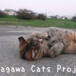 Tamagawa Cats Project