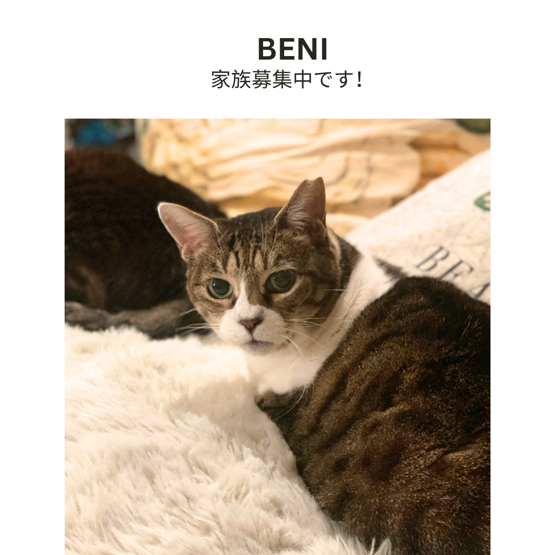 ずんぐりレスラーのハンドペイントカップ＆ソーサー