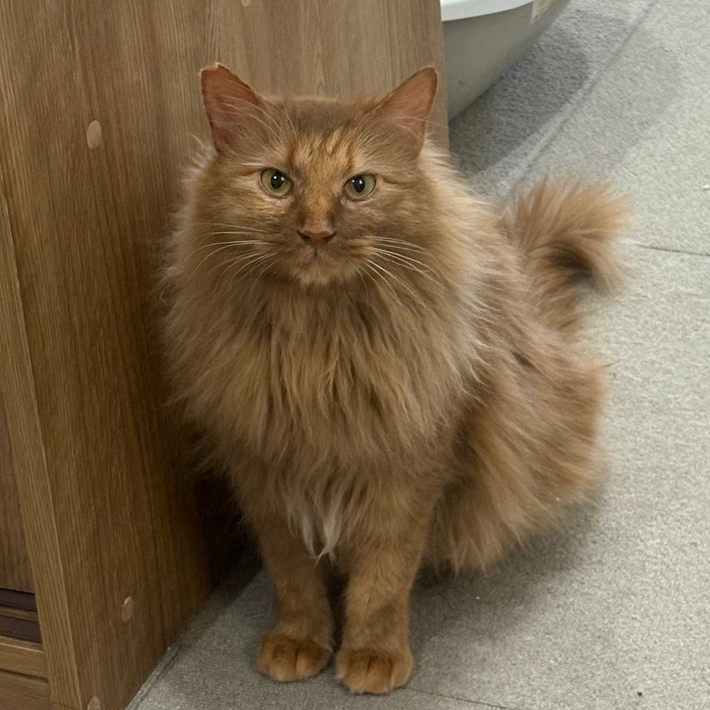 そればなさんの白チョコいちご&ロッテンマイヤーのクリアブローチ