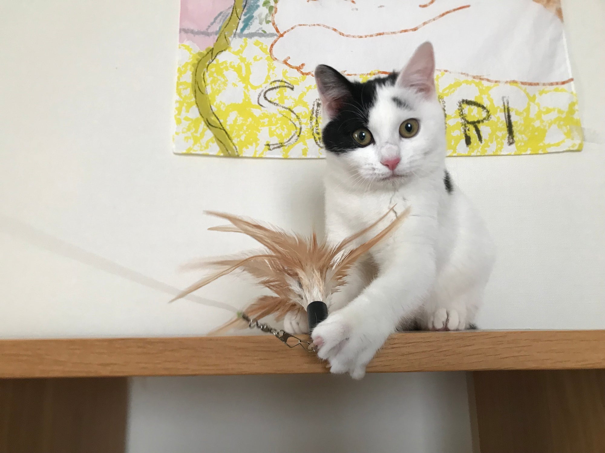 【岩手CATS応援チャリティ】ミニバッジ