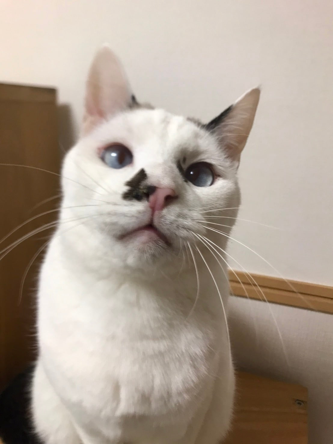 【岩手CATS応援チャリティ】ミニバッジ