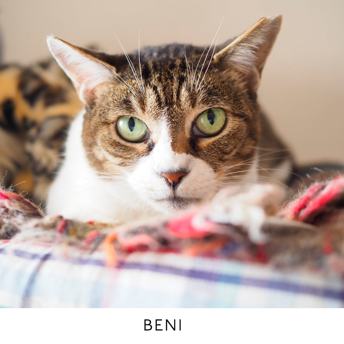 ラブコCATS デジタルアート/BENI