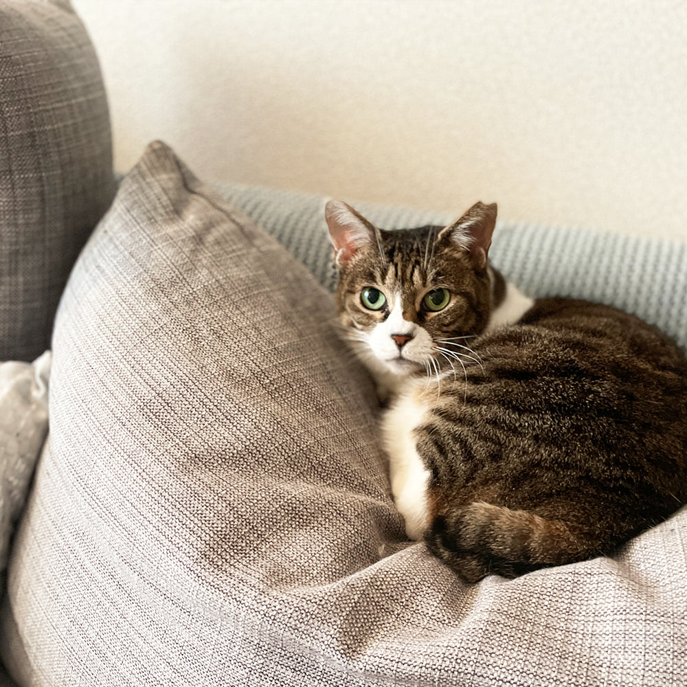 いたやりんご農園さんの自家製ドライりんご　カリカリっと