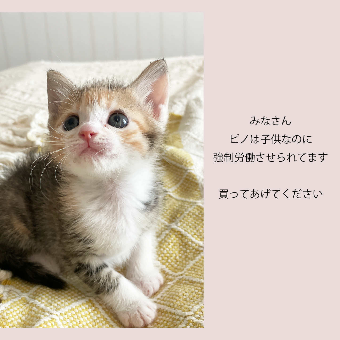 ピノ子の刺繍のフラットポーチ【ぼったくりチェキつき】